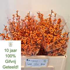 Ilex Verticillata Orange Beauty 50cm