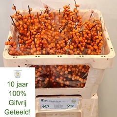 Ilex Verticillata Orange Beauty 45cm