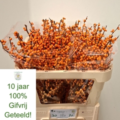 Ilex Verticillata Orange Beauty 70cm