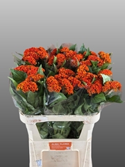 Celosia Reprise Orange 72cm