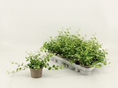 Ficus Pumila White Sunny 9Ø 15cm