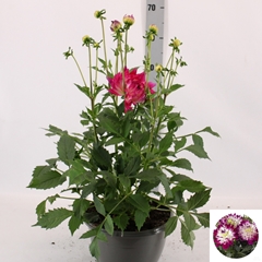 Dahlia Labella Maggiore Rose 25Ø 55cm