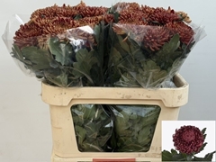 Chrysanth Single Bigoudi Copper 80cm 115gr.