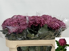 Chrysanth Single Bigoudi Purple 75cm 80gr.