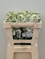 Delphinium Double Centurion White 50cm