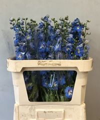 Delphinium Double Centurion Skyblue 80cm