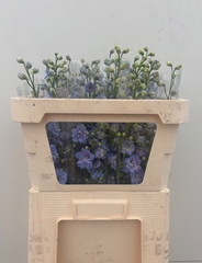 Delphinium Double Centurion Skyblue 70cm