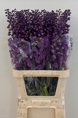 Delphinium Double Dev Mojo Magenta 100cm