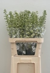 Delphinium Double Centurion White 90cm