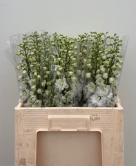 Delphinium Double Dewi Impressive White 60cm