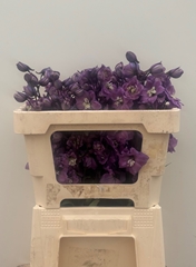 Delphinium Double Dewi Pink Floyd 50cm