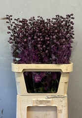 Delphinium Double Dev Mojo Magenta 90cm