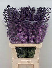 Delphinium Double Dewi Hercules 100cm