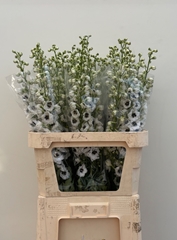 Delphinium Double Dewi Rocket 90cm