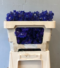 Delphinium Double Dewi Blue Star 50cm
