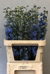 Delphinium Double Centurion Skyblue 90cm