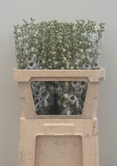 Delphinium Double Dewi Rocket 80cm