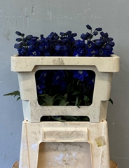 Delphinium Double Dev Navy Blue 50cm