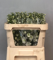 Delphinium Double Dewi Impressive White 70cm