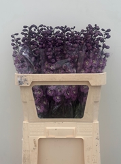 Delphinium Double Dewi Pink Floyd 80cm
