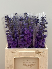 Delphinium Double Christel 60cm