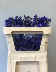 Delphinium Double Dewi Blue Star 70cm