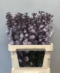 Delphinium Double Dewi Flamingo 90cm