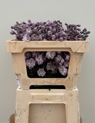 Delphinium Double Dewi Flamingo 50cm