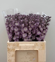 Delphinium Double Dewi Flamingo 60cm