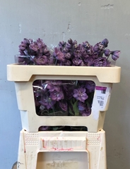 Delphinium Double Dewi Melody 50cm