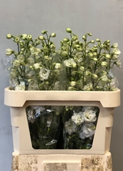 Delphinium Double Centurion White 80cm