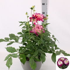 Dahlia Labella Maggiore Rose 25Ø 55cm