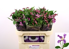 Clematis Amazing Rome 70cm
