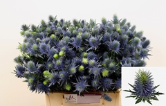 Eryngium Supernova Questar 40cm