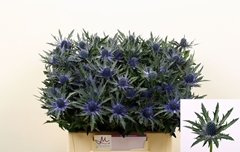 Eryngium Orion Questar 40cm