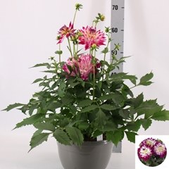 Dahlia Labella Maggiore Rose 25Ø 70cm