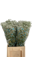 Gypsophila Paniculata Million Stars 75cm 35gr.