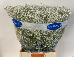 Gypsophila Paniculata Xlence 75cm 55gr.