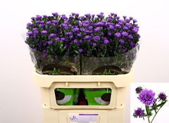 Aster Astee Dark Milka 70cm 20gr.