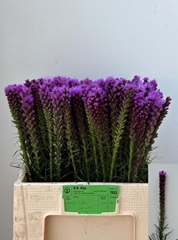 Liatris Spicata 60cm