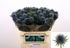 Eryngium Magnetar 70cm