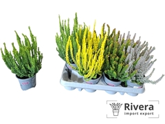 Calluna Skyline Mix 10Ø 25cm