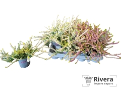 Calluna Garden Girls Mix 10Ø 20cm