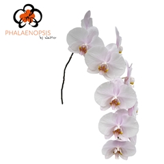 Phalaenopsis Alpha 80cm 10+