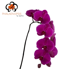Phalaenopsis Purple Haze 80cm 9+