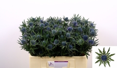Eryngium Aquarius Questar 50cm