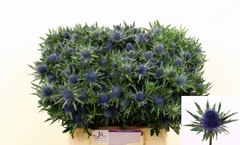 Eryngium Aquarius Questar 40cm