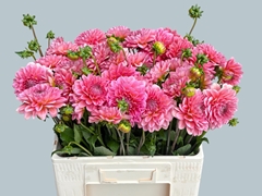 Dahlia Pink Runner 55cm