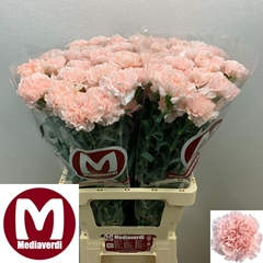 Dianthus Single Hanoi 65cm