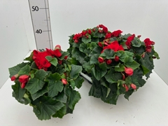 Begonia Double Baladin 13Ø 28cm